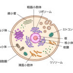 細胞のミトコンドリア