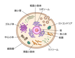 細胞のミトコンドリア
